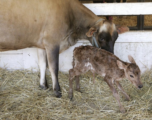 New calf born at Kings Fair